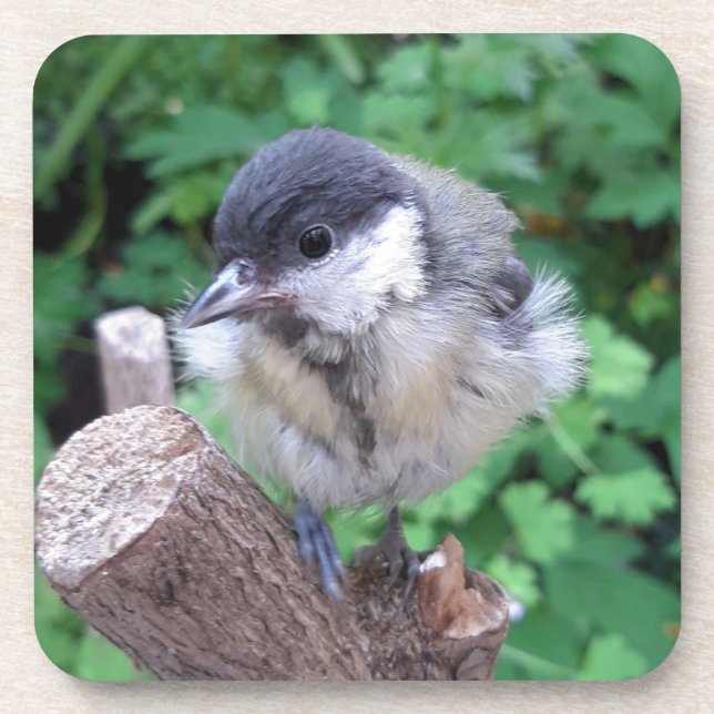 Posavasos Tidi my Bird the Parus Major (Frente)