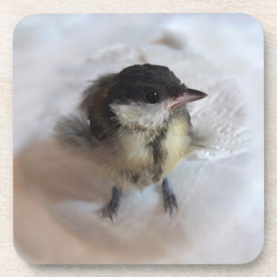 Posavasos Tidi my Bird the Parus Major