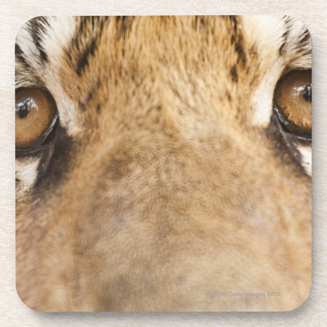 Posavasos Tigre (Frente)