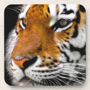 Posavasos Tigre