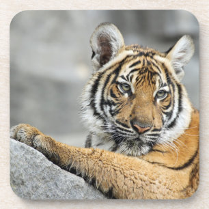 Posavasos Tigre016