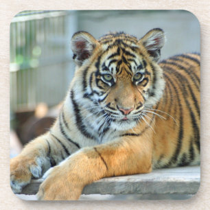 Posavasos Tigre 034
