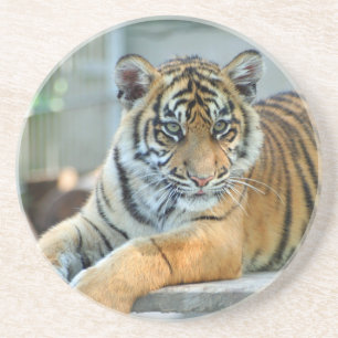 Posavasos Tigre 034