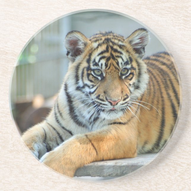 Posavasos Tigre 034 (Frente)
