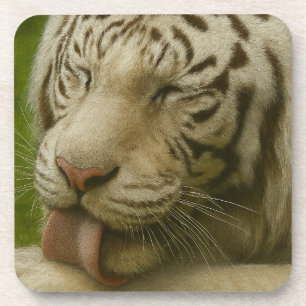 Posavasos Tigre blanco en ritual de cultivo privado