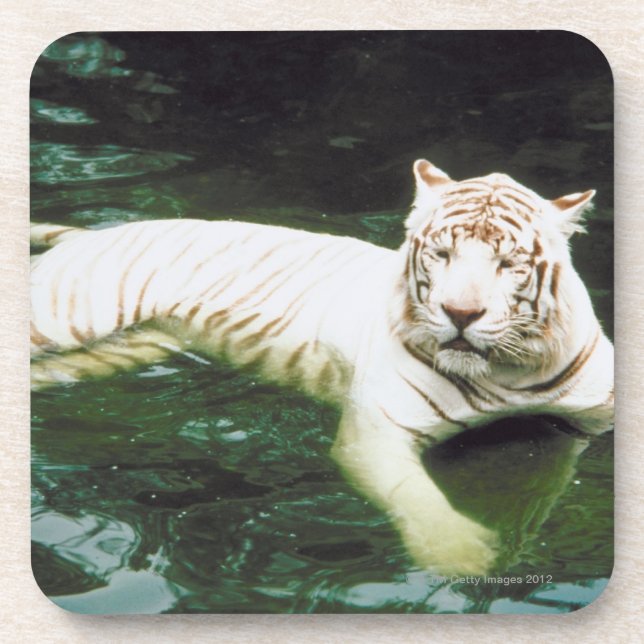 Posavasos Tigre blanco que nada pacífico (Frente)