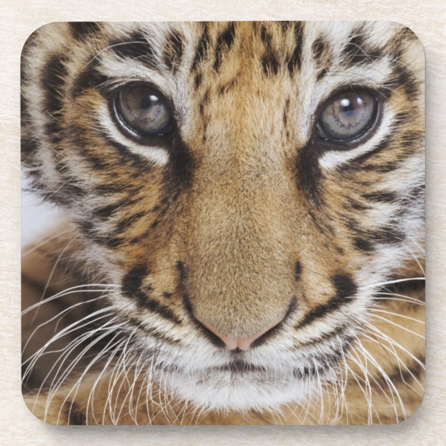 Posavasos Tigre Cub (Frente)