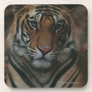 Posavasos Tigre Cub