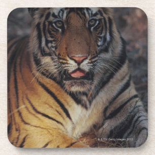 Posavasos Tigre Cub de Bengala