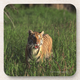 Posavasos Tigre de Bengala