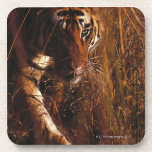 Posavasos Tigre de Bengala