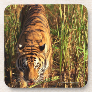 Posavasos Tigre de Bengala en humedales