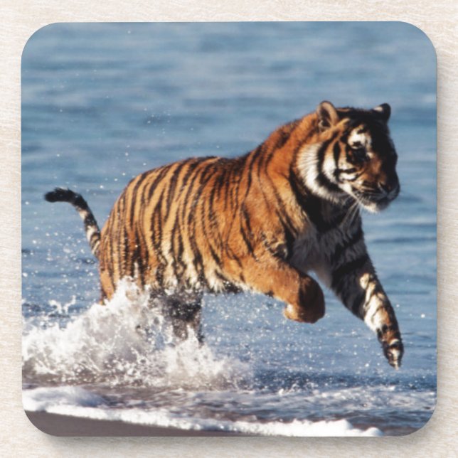 Posavasos Tigre de Bengala (Panthera Tigris) (Frente)