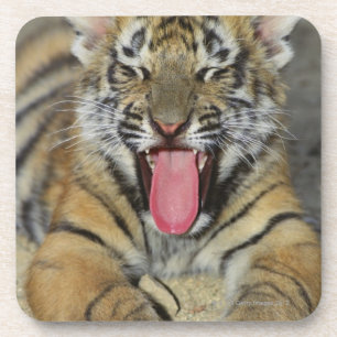 Posavasos Tigre de Bengala que bosteza