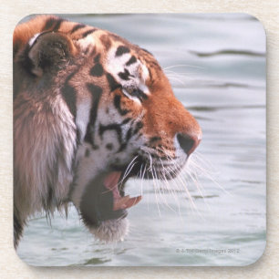 Posavasos Tigre de bostezo en agua
