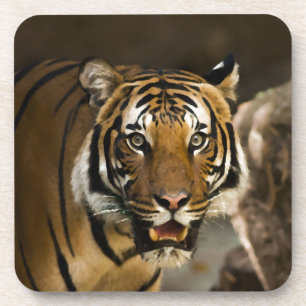 Posavasos Tigre de Siberia