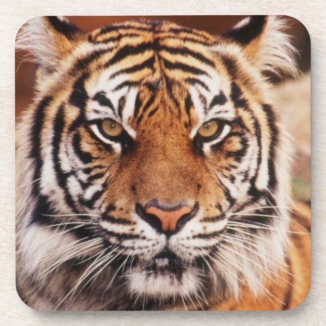 Posavasos Tigre de Sumatra (Frente)