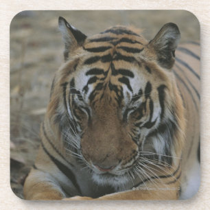 Posavasos Tigre el dormir