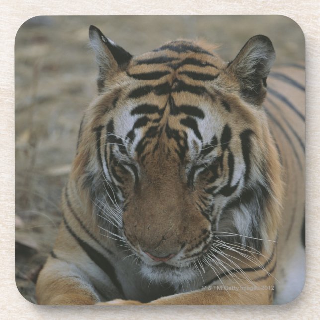 Posavasos Tigre el dormir (Frente)