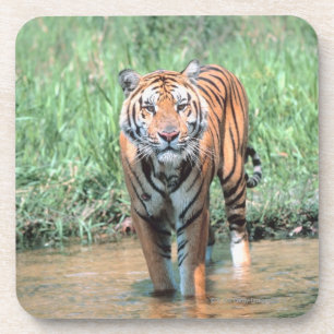 Posavasos Tigre en agua