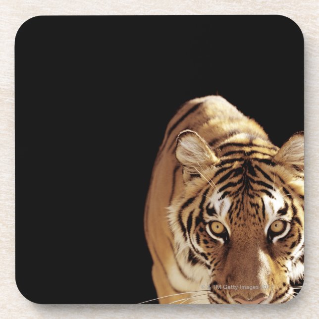 Posavasos Tigre (Panthera el Tigris) (Frente)