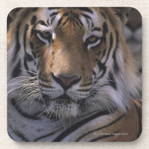 Posavasos Tigre (Panthera el Tigris), primer de la cabeza,