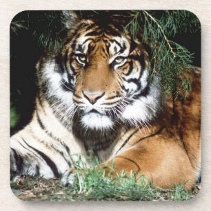 Posavasos Tigre que goza de la sombra