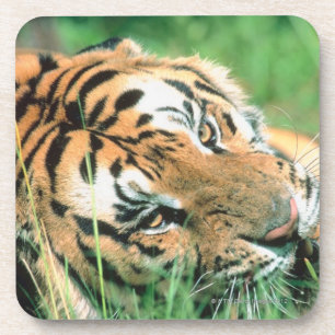 Posavasos Tigre que miente en hierba