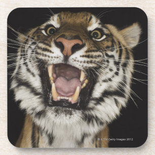 Posavasos Tigre que ruge 2