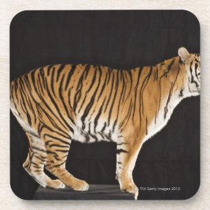 Posavasos Tigre que se coloca en la plataforma