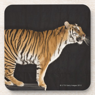 Posavasos Tigre que se coloca en la plataforma