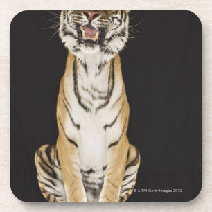 Posavasos Tigre que se sienta en la plataforma