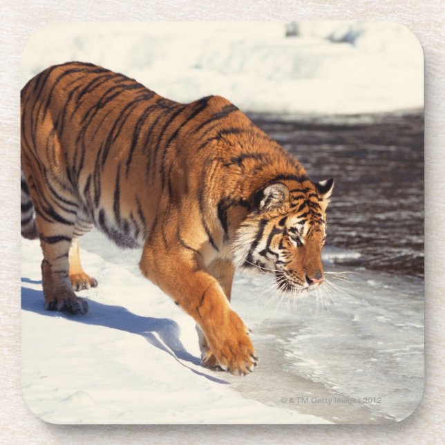 Posavasos Tigre siberiano (Frente)