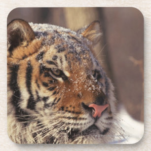 Posavasos Tigre siberiano