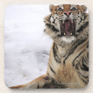 Posavasos Tigre siberiano (altaica del Tigris del Panthera)