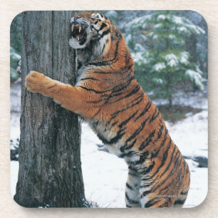 Posavasos Tigre siberiano (altaica del Tigris del Panthera)