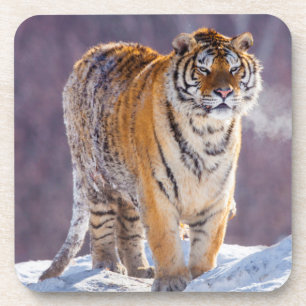 Posavasos Tigre siberiano en la nieve, China