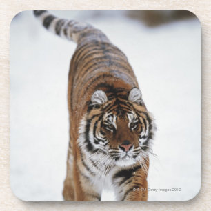 Posavasos Tigre siberiano en nieve