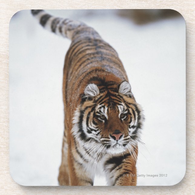 Posavasos Tigre siberiano en nieve (Frente)