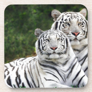Posavasos Tigres blancos
