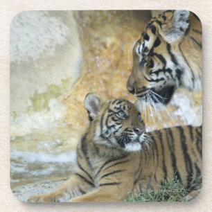 Posavasos Tigres de Bengala que se relajan