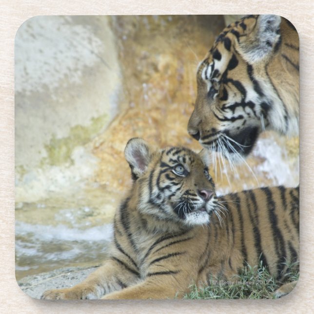 Posavasos Tigres de Bengala que se relajan (Frente)