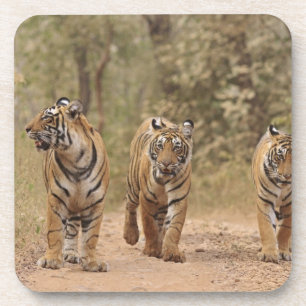 Posavasos Tigres reales de Bengala en la pista, Ranthambhor
