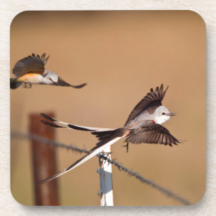 Posavasos Tijereta (Tyrannus Forficatus)