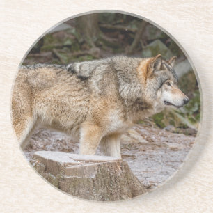 Posavasos Timber Wolf 