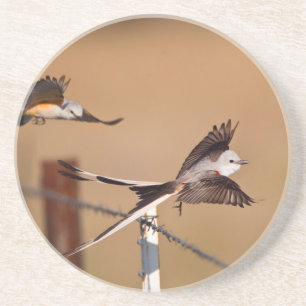 Posavasos Tirano Tijeretero (Tyrannus Forficatus)