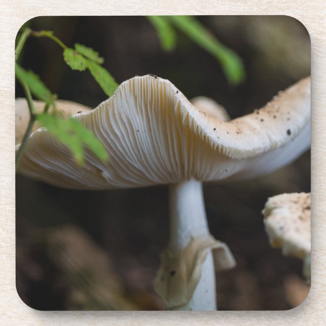 Posavasos Toadstool Umbrella (Frente)