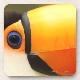 Posavasos Toco Toucan (toco de Ramphastos) es el más grande