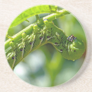 Posavasos Tomato Hornworm