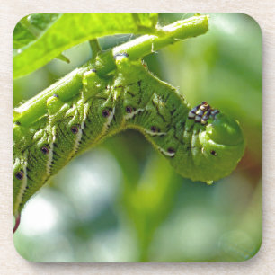Posavasos Tomato Hornworm
